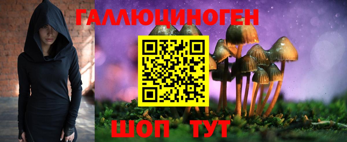 Галлюциногенные грибы Psilocybine cubensis Канск